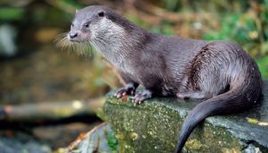 otter