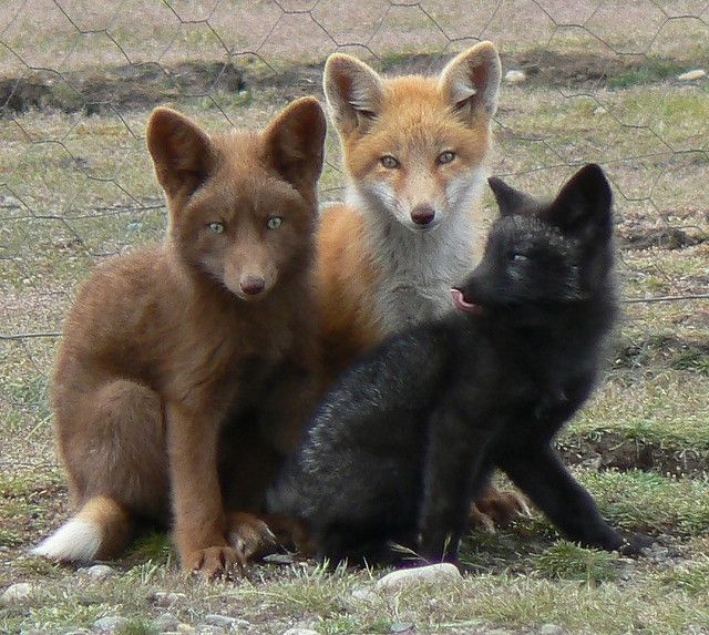 6 Facts about Siberian Foxes, From the Cutest to the Most Surprising